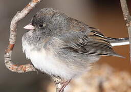 Junco ardoisé