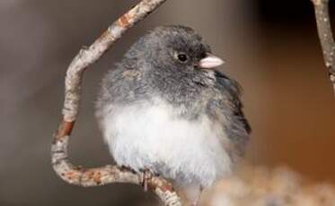 Junco ardoisé