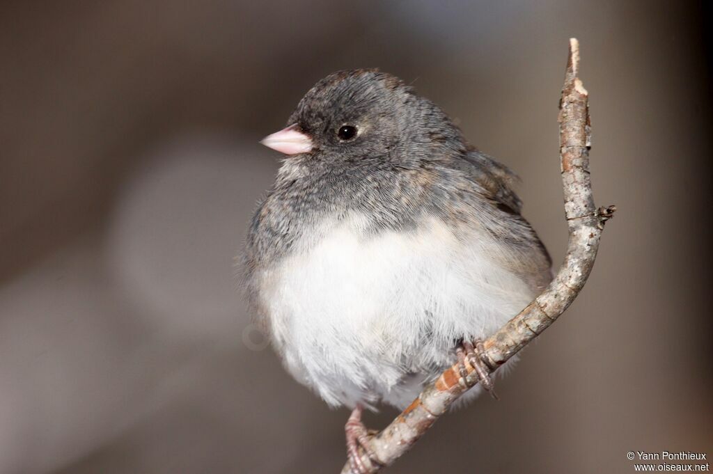 Junco ardoisé