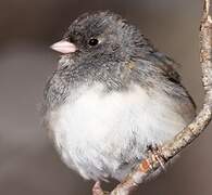 Dark-eyed Junco