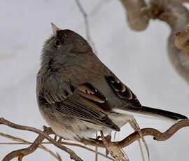 Junco ardoisé