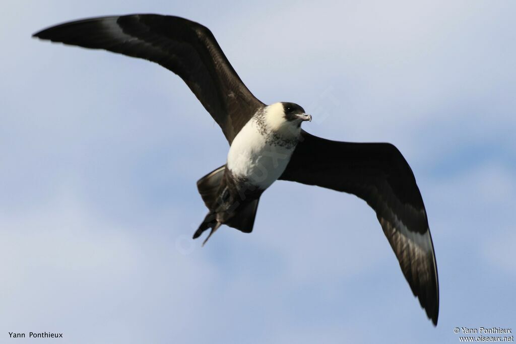 Pomarine Jaeger