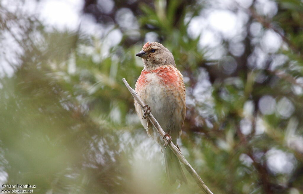 Common Linnet