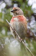 Common Linnet