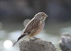 Common Linnet