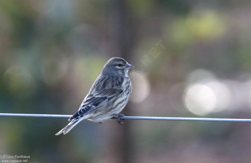 Common Linnet female