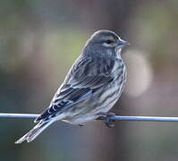 Common Linnet