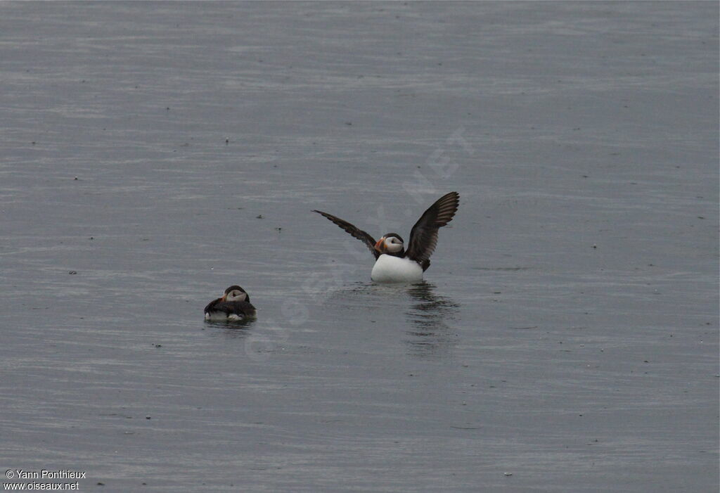 Atlantic Puffinadult