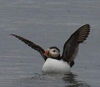 Atlantic Puffin