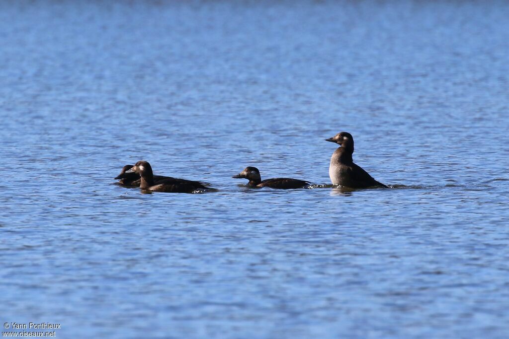 White-winged Scoter