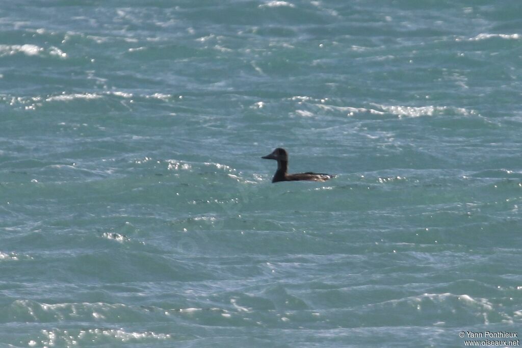 Velvet Scoter