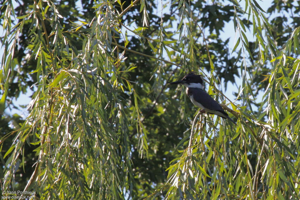 Belted Kingfisher