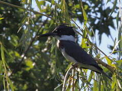 Belted Kingfisher