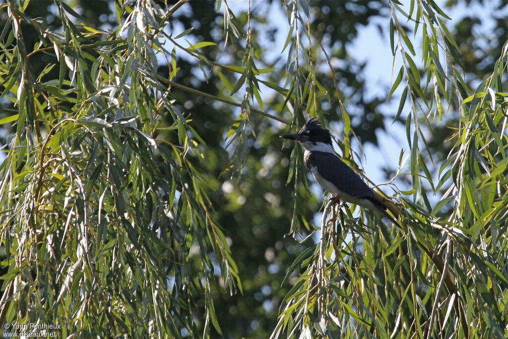 Belted Kingfisher