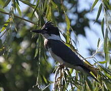 Belted Kingfisher