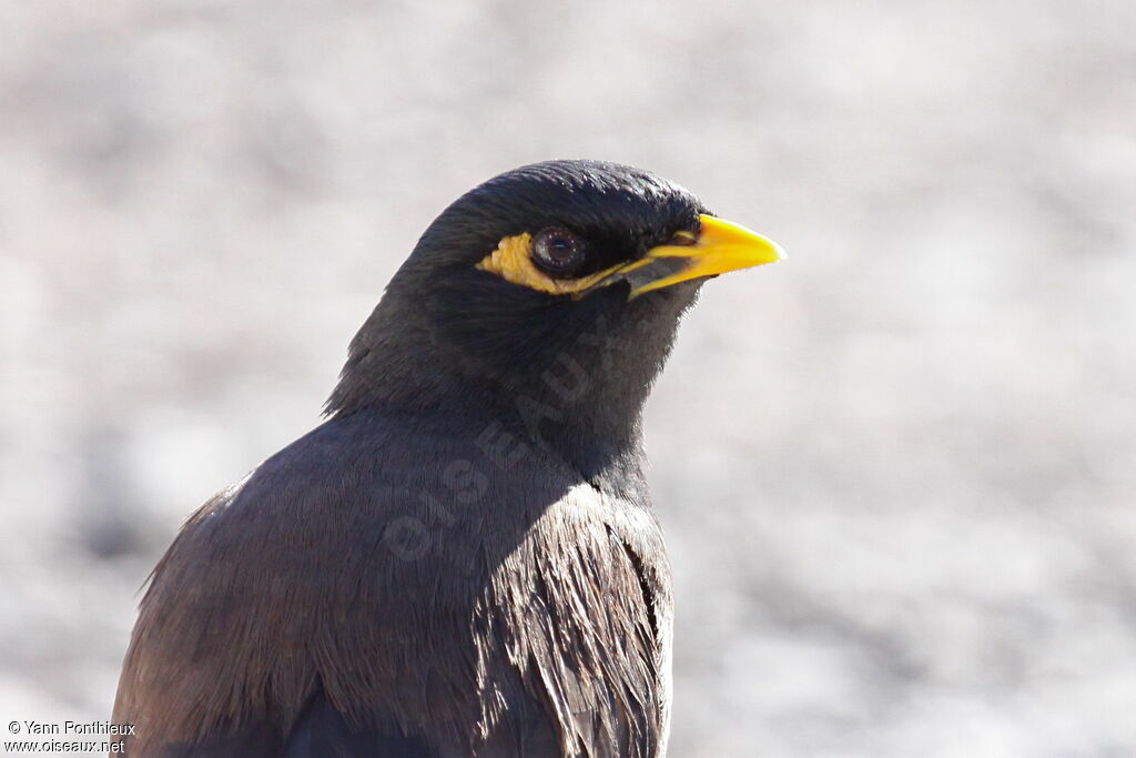 Common Myna