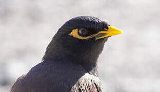 Common Myna