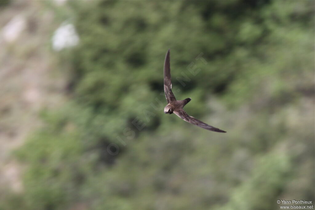 Alpine Swift