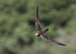 Alpine Swift