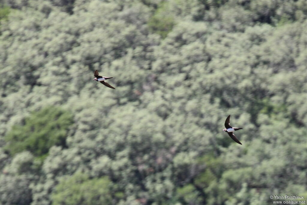 Alpine Swift