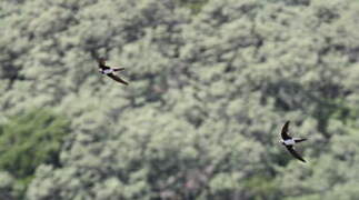 Alpine Swift