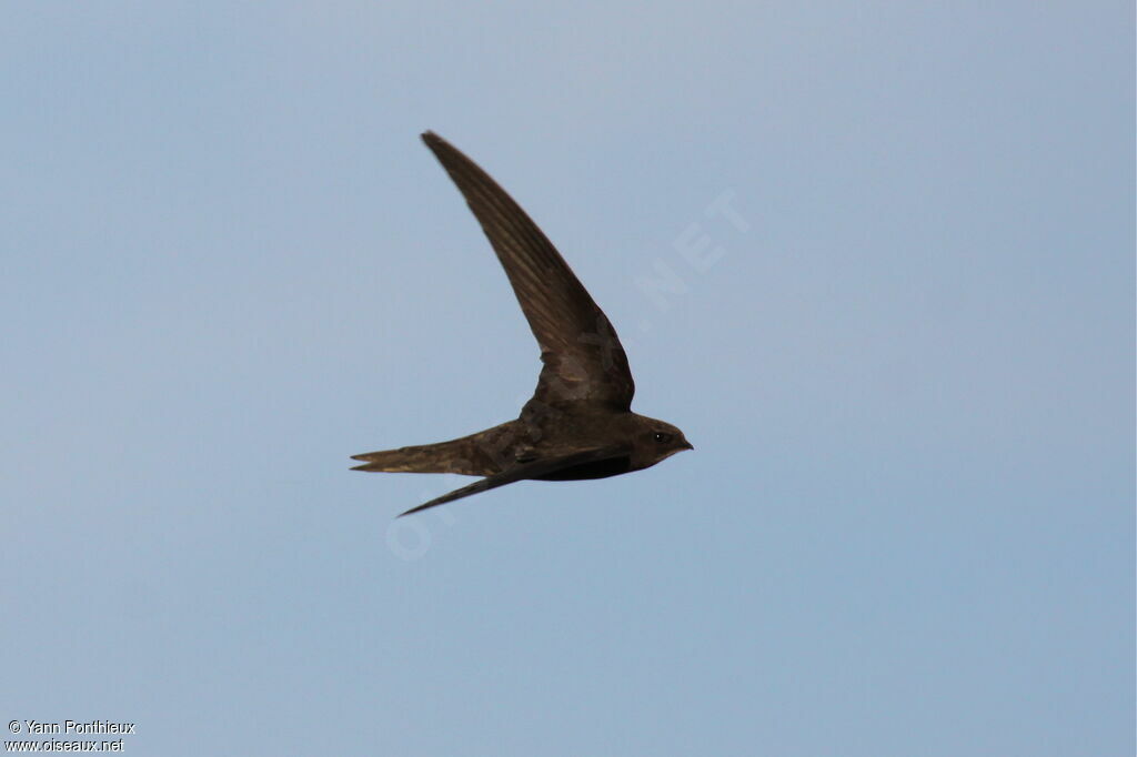 Common Swift, Flight