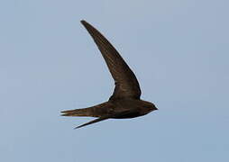 Common Swift