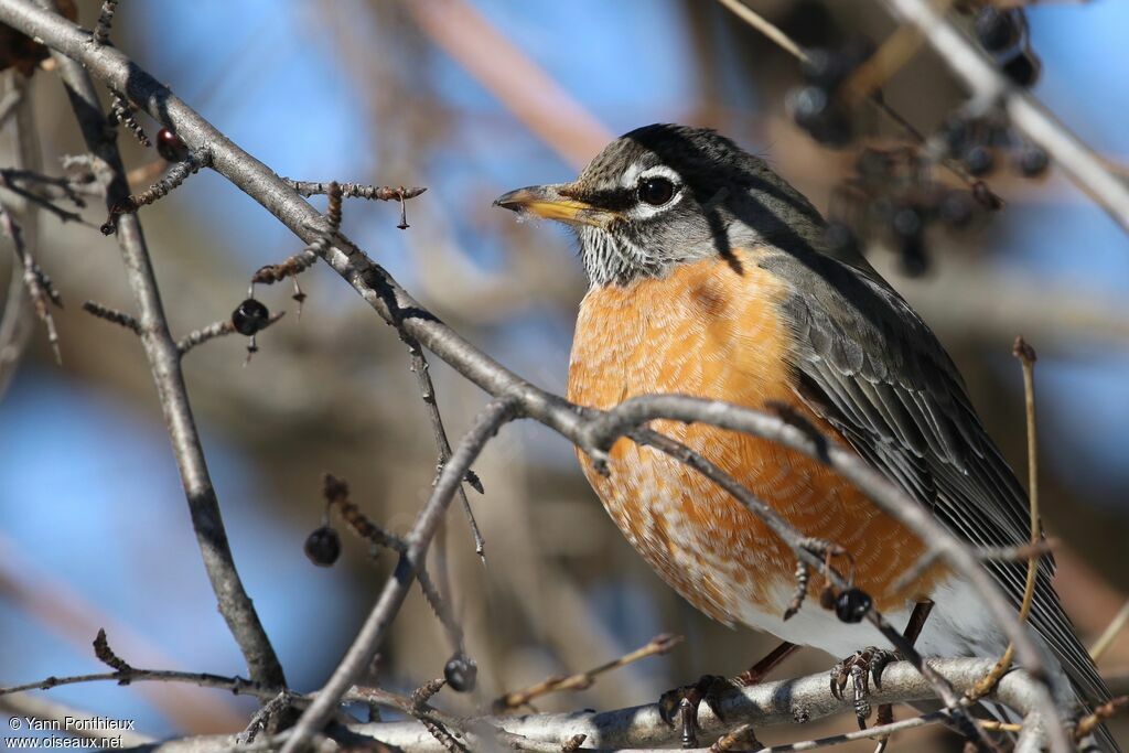 American Robin