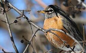 American Robin