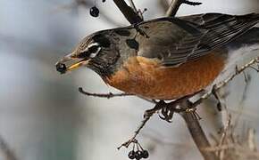 American Robin