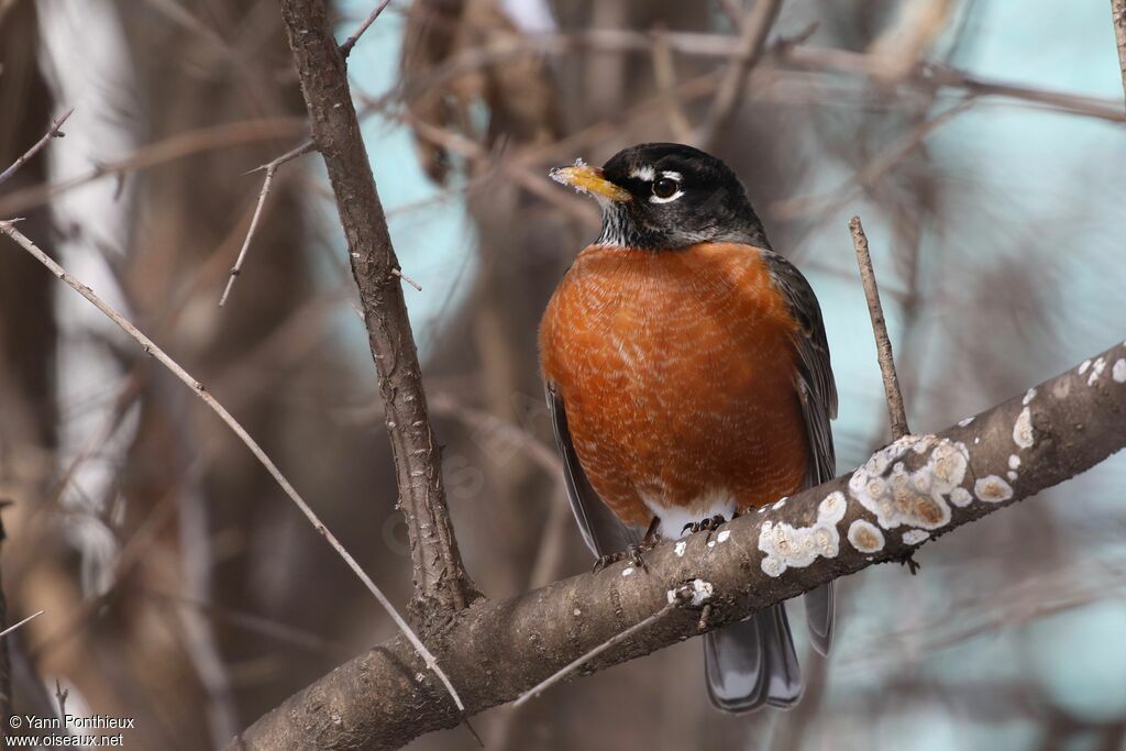 American Robin