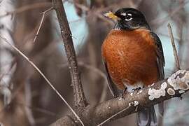 American Robin