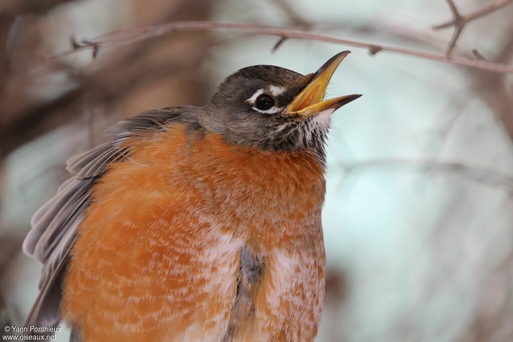 American Robin, close-up portrait