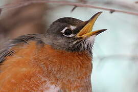 American Robin