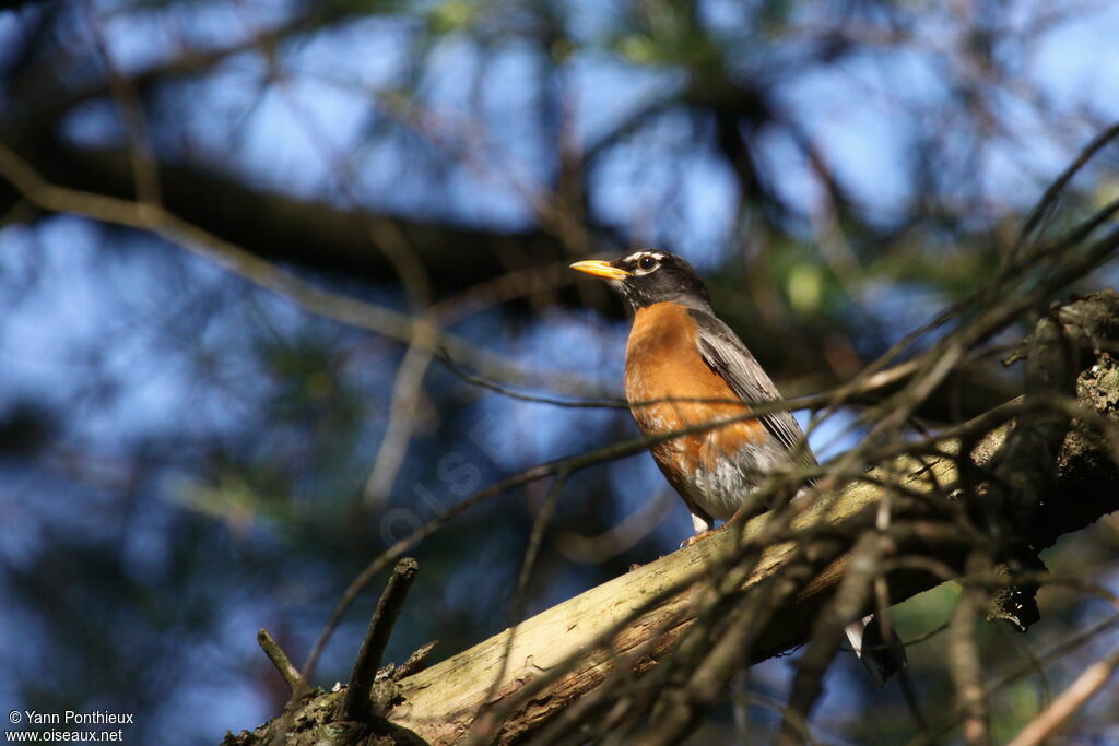 American Robinadult breeding