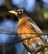 American Robin