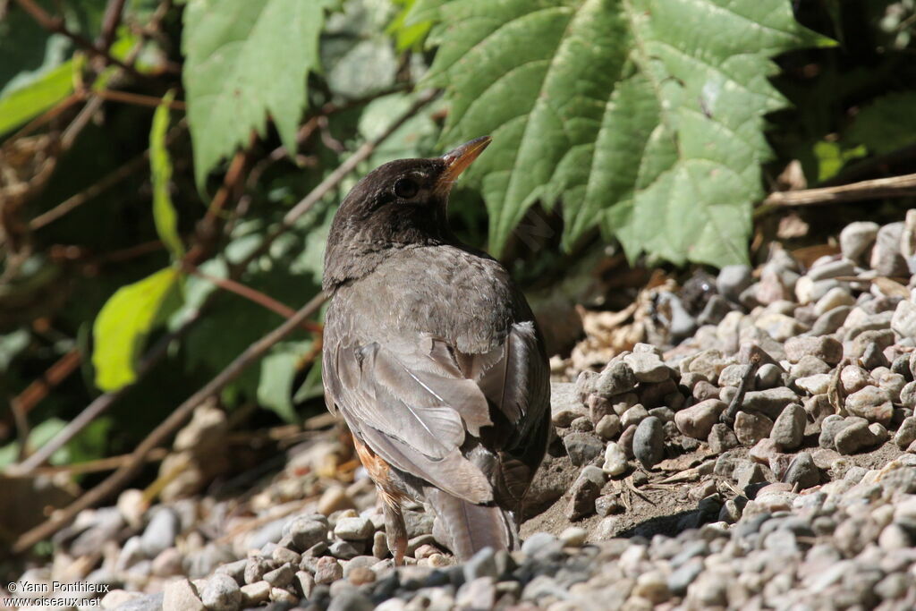 American Robin