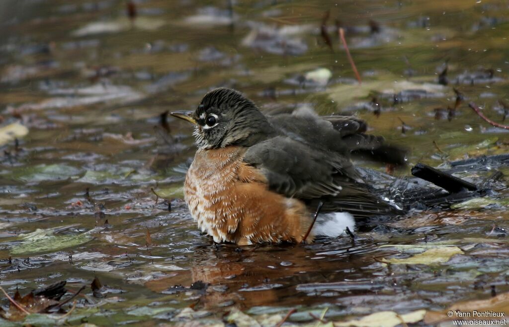 American Robin