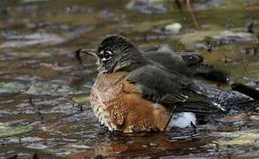 American Robin