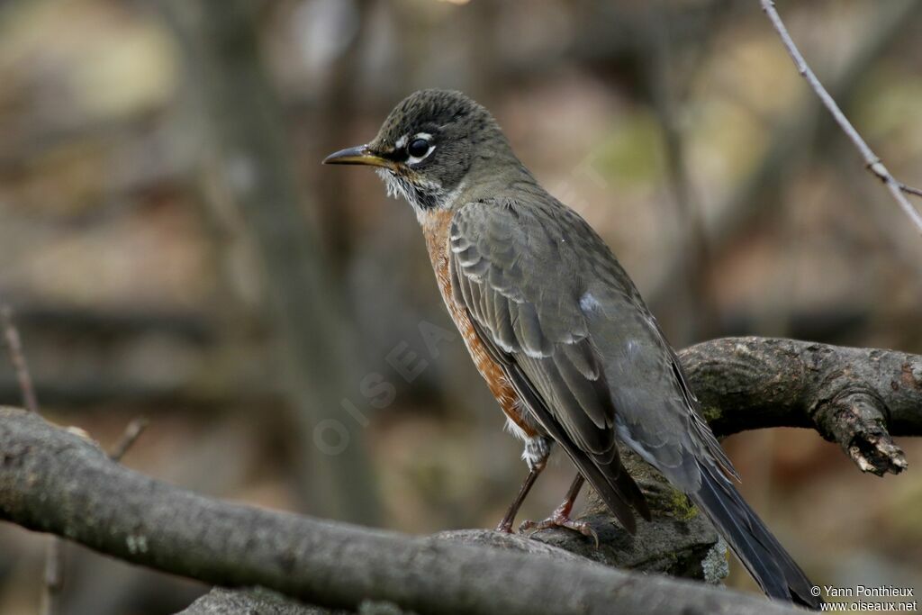 American Robin