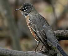 American Robin