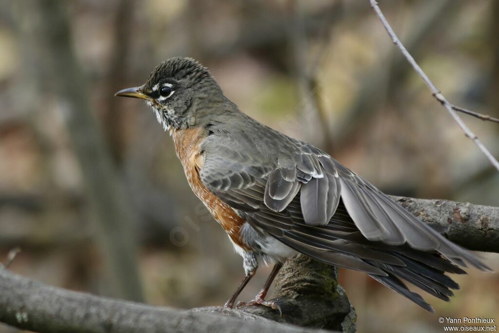 American Robin