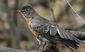 American Robin