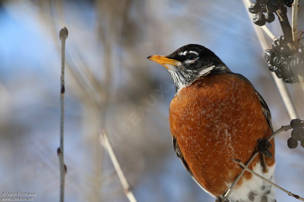 American Robin