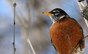 American Robin