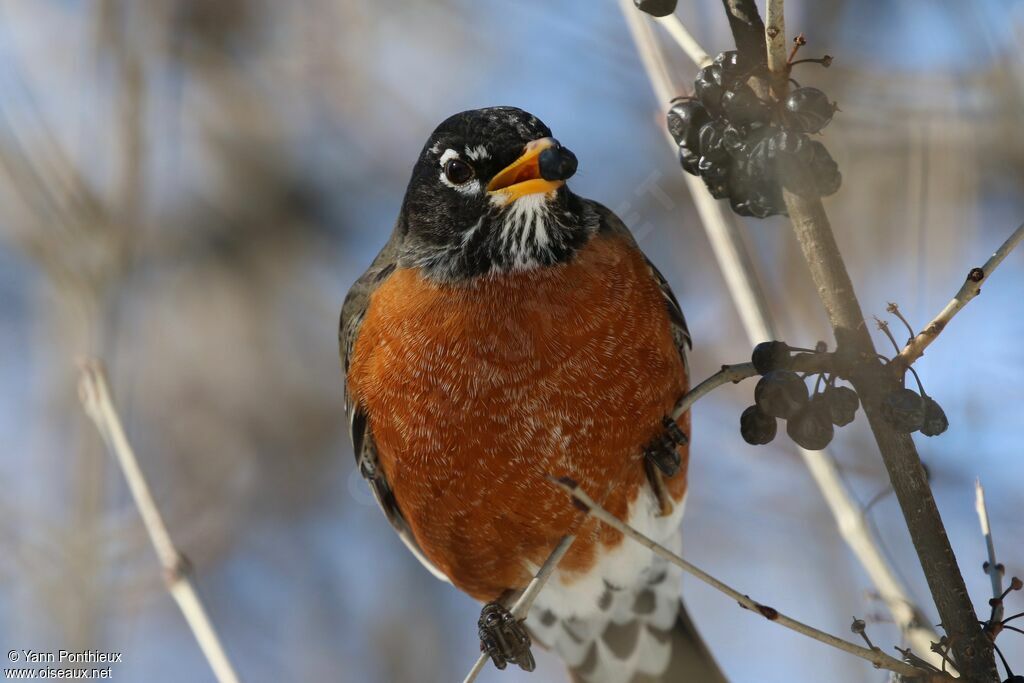 American Robin, feeding habits