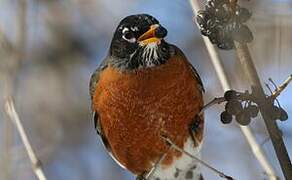 American Robin