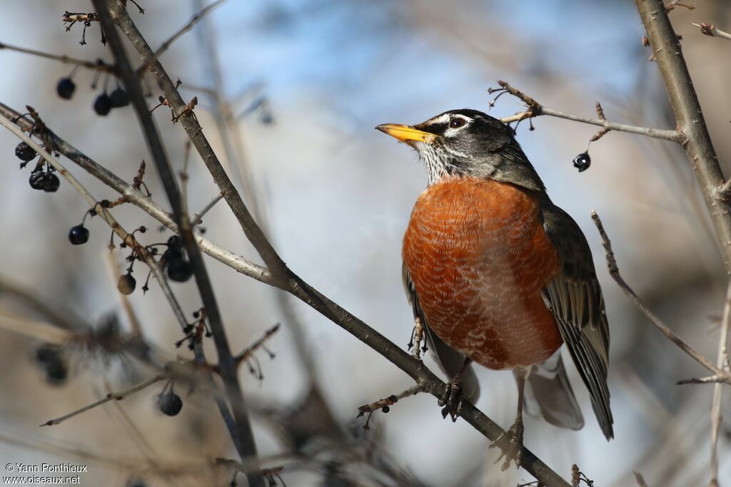 American Robin