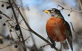 American Robin