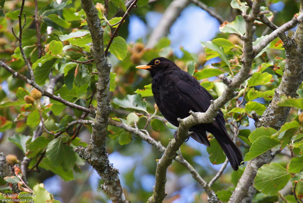 Common Blackbird male adult